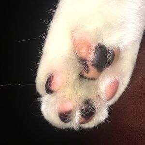 Meet your Posher, Kendall